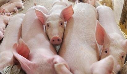 瘦肉精檢測儀 瘦肉精檢測儀