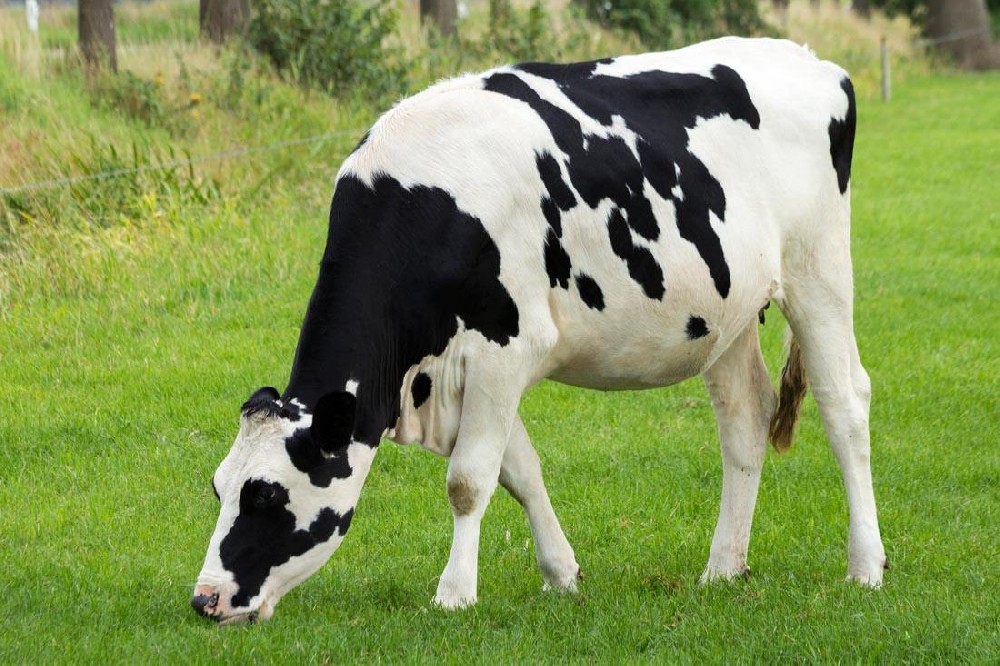 奶牛發(fā)燒用藥，獸藥殘留檢測儀幫你檢測是否超標(biāo)