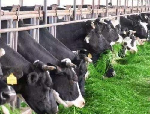 食品獸藥殘留限量標準上限，不用擔心，獸藥殘留檢測儀可以滿足