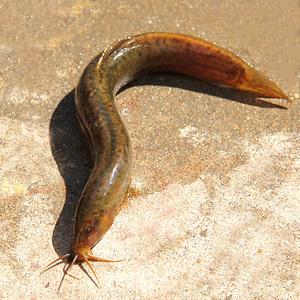 黃鱔中檢測(cè)出抗生素殘留主要問題關(guān)鍵在哪？