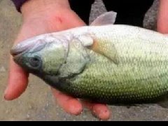 水產(chǎn)養(yǎng)殖中檢測出非法添加的孔雀石綠，怎么看？