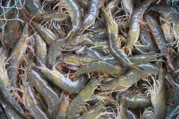 水產(chǎn)品氯霉素再次被檢測出，一旦發(fā)現(xiàn)立馬嚴(yán)處