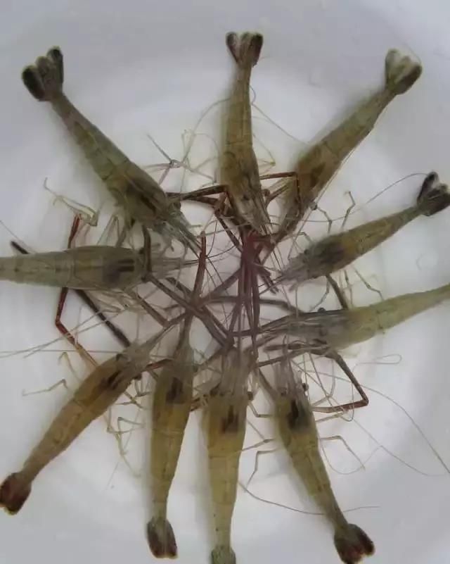 農(nóng)貿(mào)市場中出售的河蝦、鴨肫獸藥殘留超標，購買時一定要注意