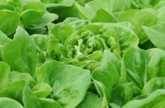 農(nóng)殘快速檢測儀對同植株的檢測結(jié)果一致嗎？