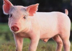 獸藥殘留檢測儀可以取代實驗室檢測嗎？