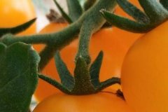 農(nóng)藥殘留檢測儀搭建超市與消費(fèi)者橋梁