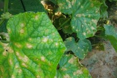 農(nóng)藥殘留速測(cè)儀是進(jìn)行農(nóng)殘檢測(cè)**的方式嗎？