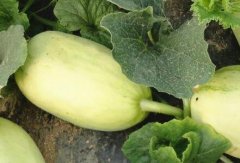 食品安全速測儀有哪些應(yīng)用場景？