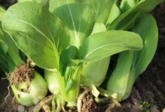 農藥殘留速測儀避免消費者買到不合格果蔬